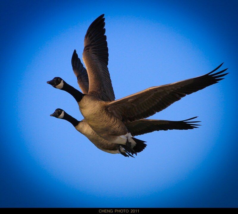 迎着夕阳<br />
EOS 7D, F7.1, 1/2500s, ISO400