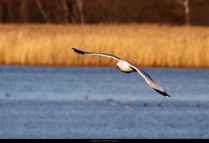 翱翔<br />
EOS 7D, F8.0, 1/2000s, ISO400
