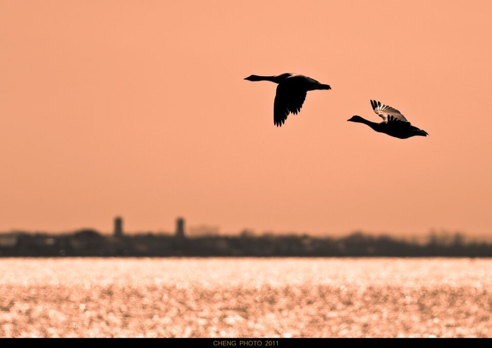 午后<br />
这是一个多么温暖的下午&lt;br /&gt;<br />
&lt;br /&gt;<br />
EOS 7D, 400mm, F5.6, 1/5000s, ISO200