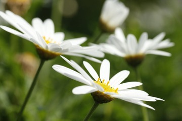 _MG_9614.JPG