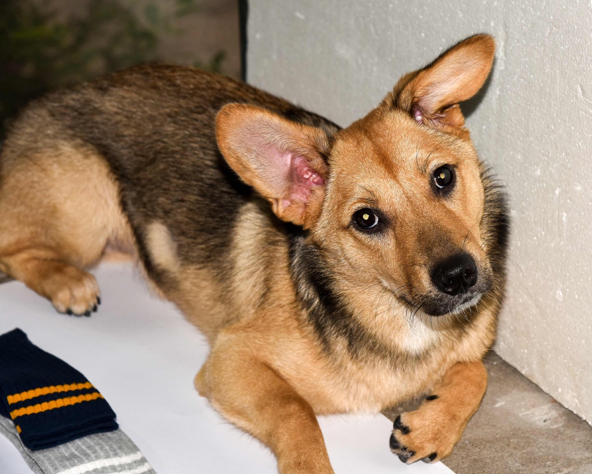 即将竖起两只耳朵来