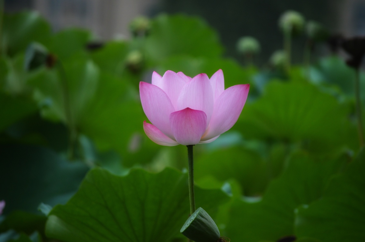 摄影汉雍试问空门清净心莲花下著秋潭水