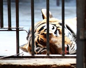 tiger