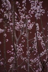 5409906A-57D4-4FF0-AB67-12BFA9FCECF4/L0/001