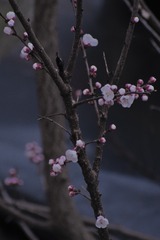 466A31CA-8923-43E1-91D2-F4D165D53890/L0/001