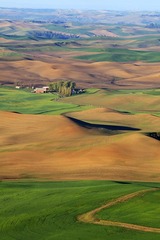 Palouse