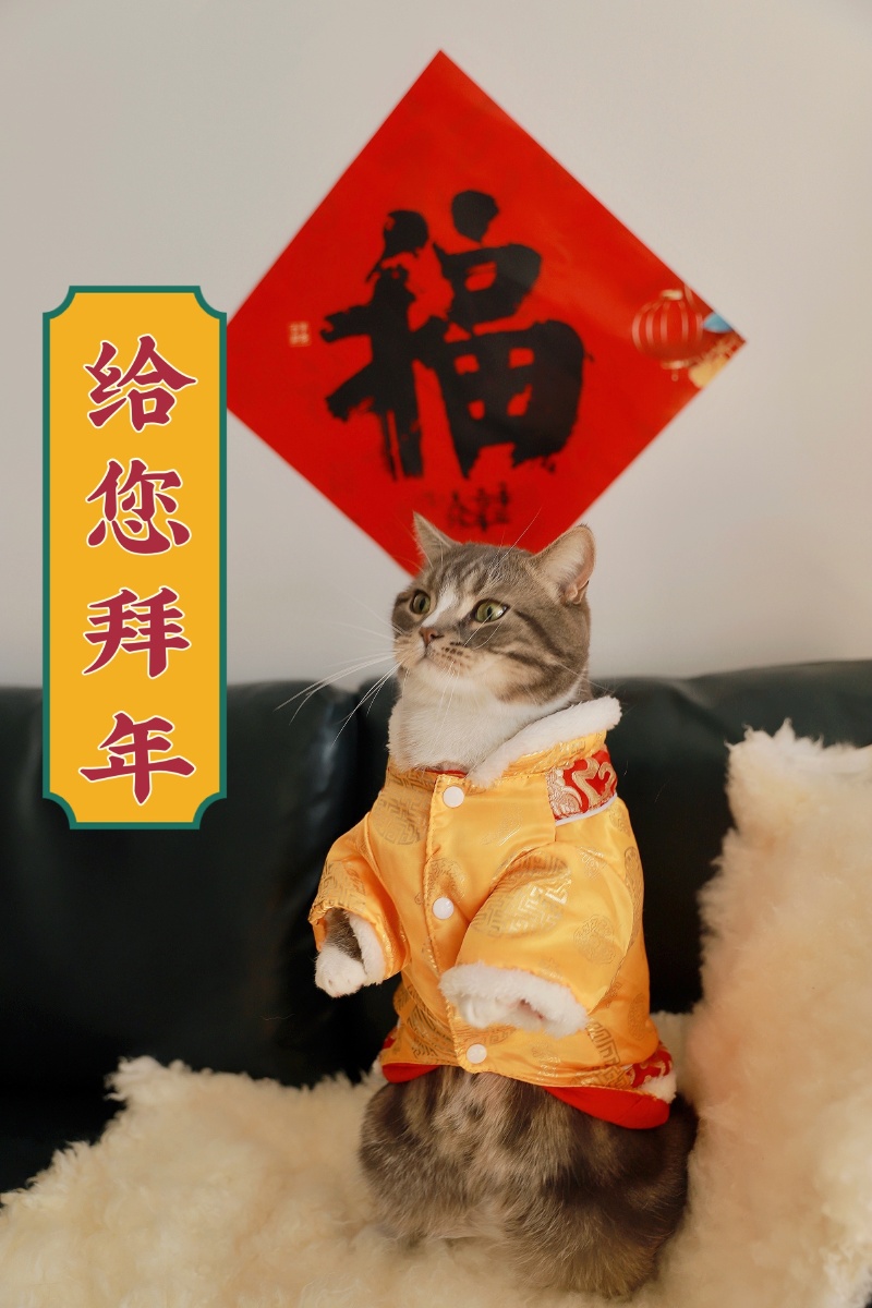 新春拜年猫咪拜年春节写真