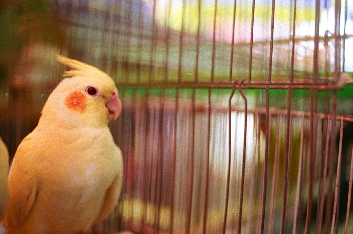 清平市场里打了腮红的骚鹦鹉,来呀客官,快活呀