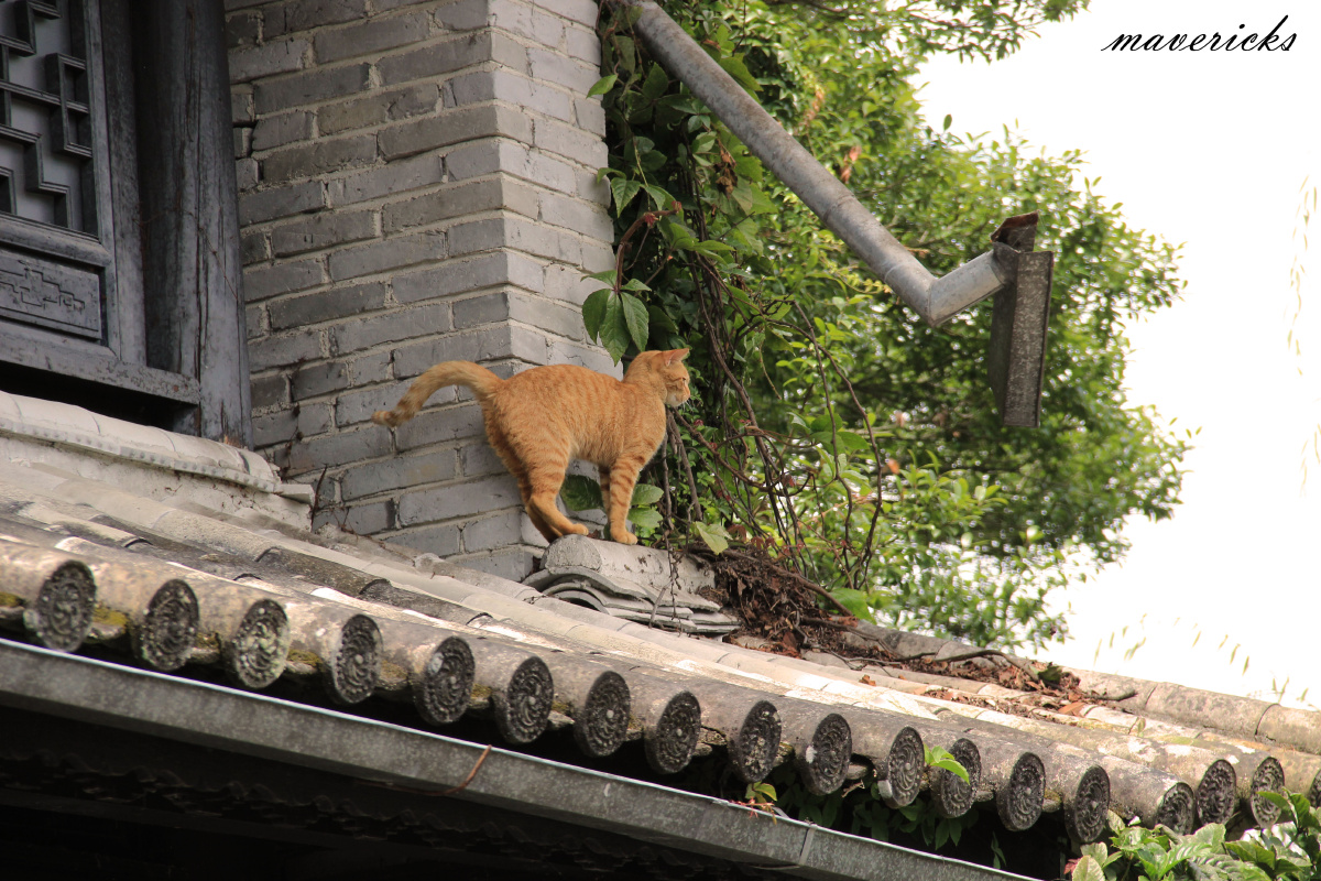 偶遇屋顶上的橘猫