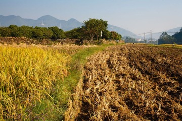 稻田