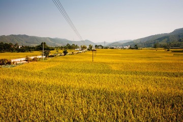 高明白诸写生29
