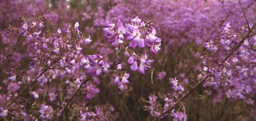 IMG_110388.jpg