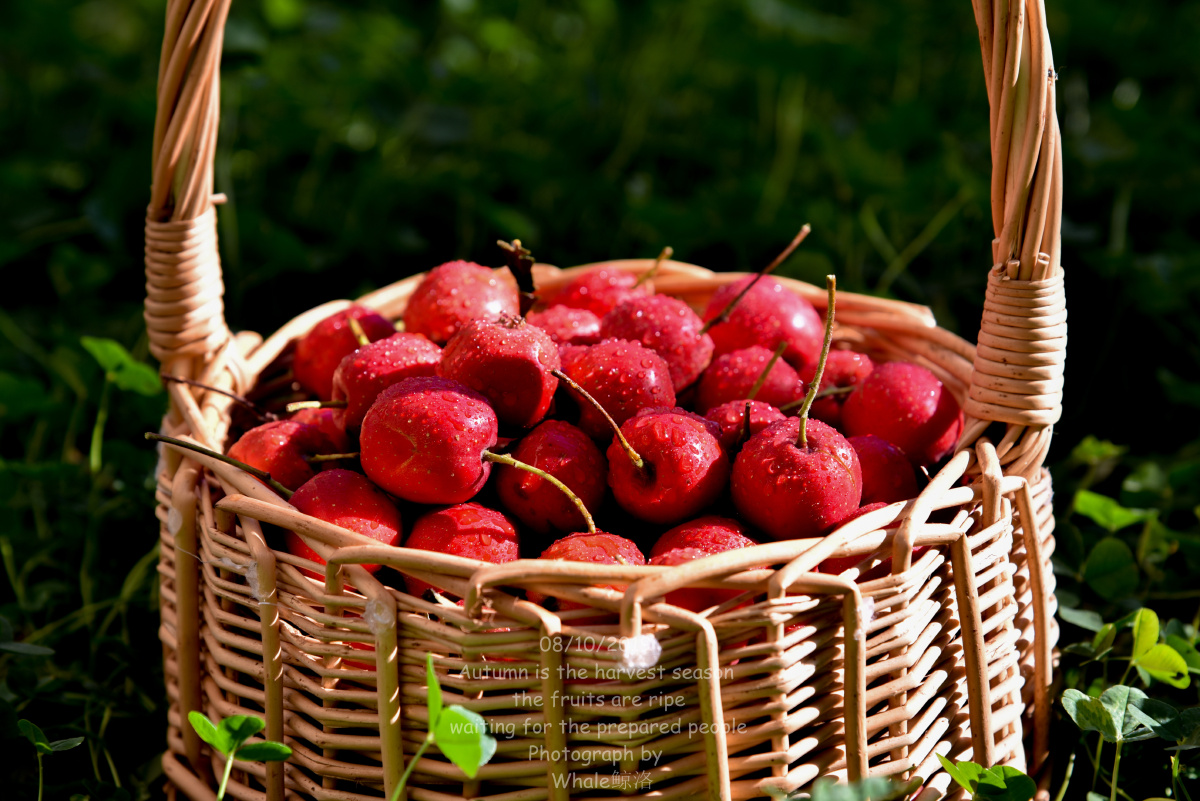 autumneverythingisred美食静物摄影山楂