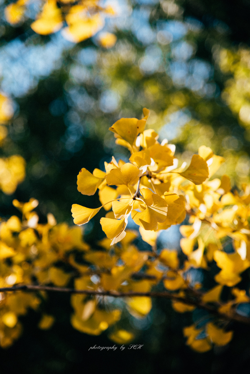 银杏叶秋天光影拍摄练习