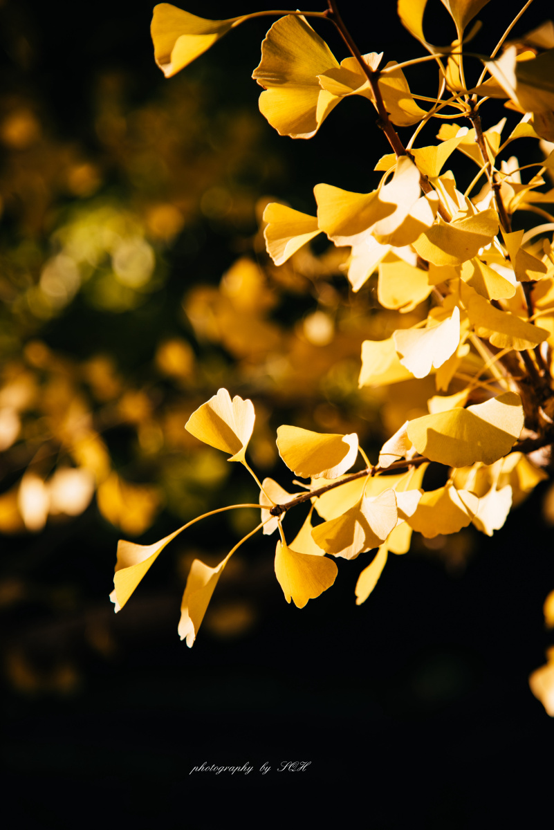 银杏叶——秋天光影——拍摄练习