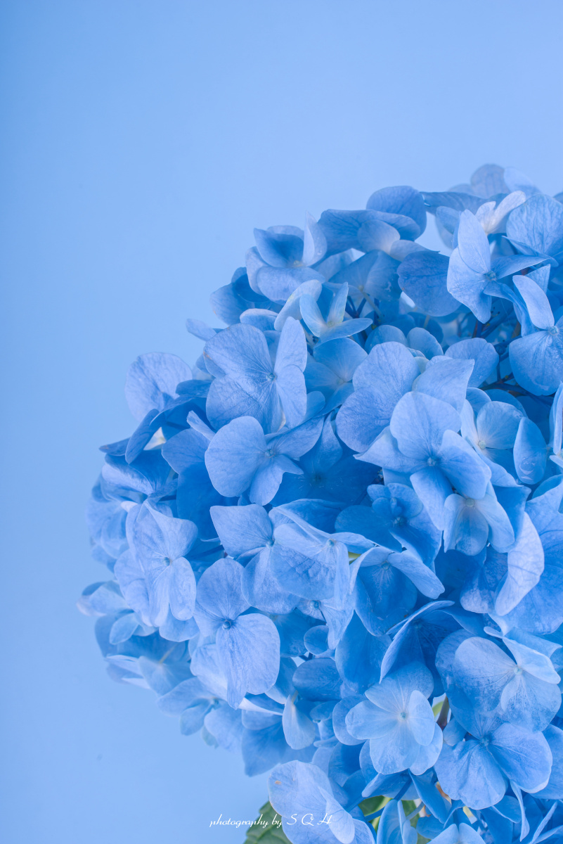 蓝色绣球花——静物摄影静物拍摄