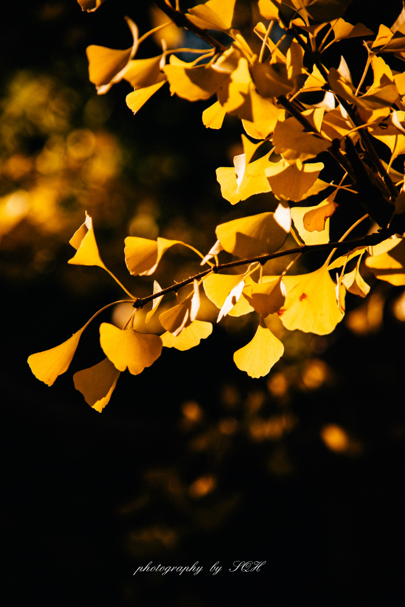 银杏叶秋天光影拍摄练习
