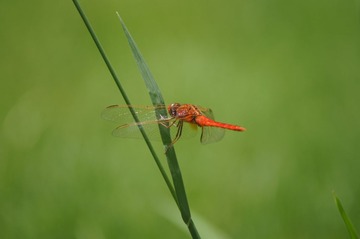 DSC00432.JPG