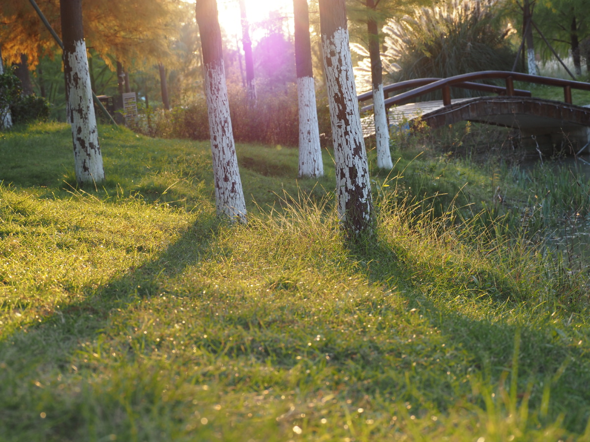 秋天傍晚的金色阳光洒落在公园溪边的树间草地上