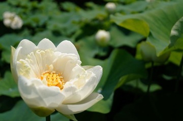 DSC0046q5