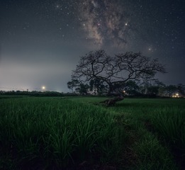 星空树语