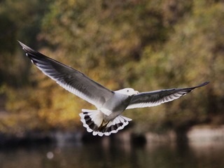_MG_5240.jpg