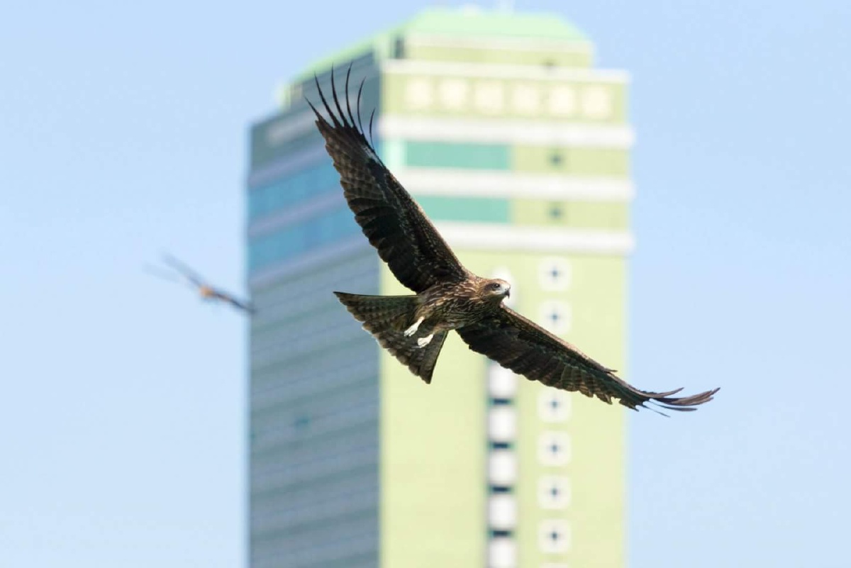 城市中的老鹰