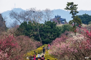 南京梅花山