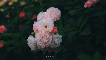 303179