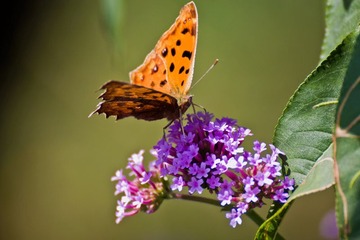 IMG_0654.jpg