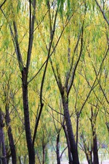 IMG_2114.jpg