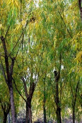IMG_2208.jpg