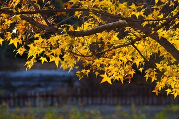 IMG_2415.jpg