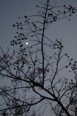 虞山的月2