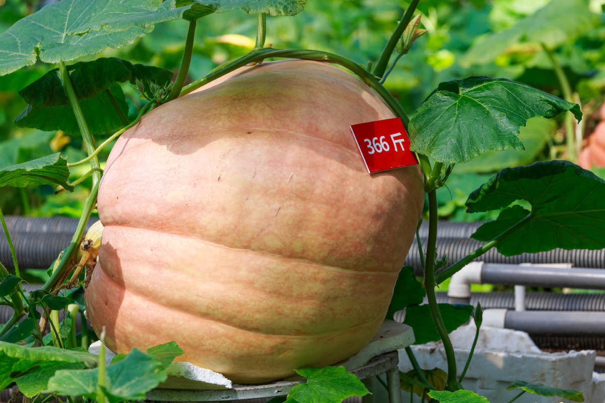 山东寿光蔬菜科技博览园内的特大型南瓜.单个南瓜366斤.