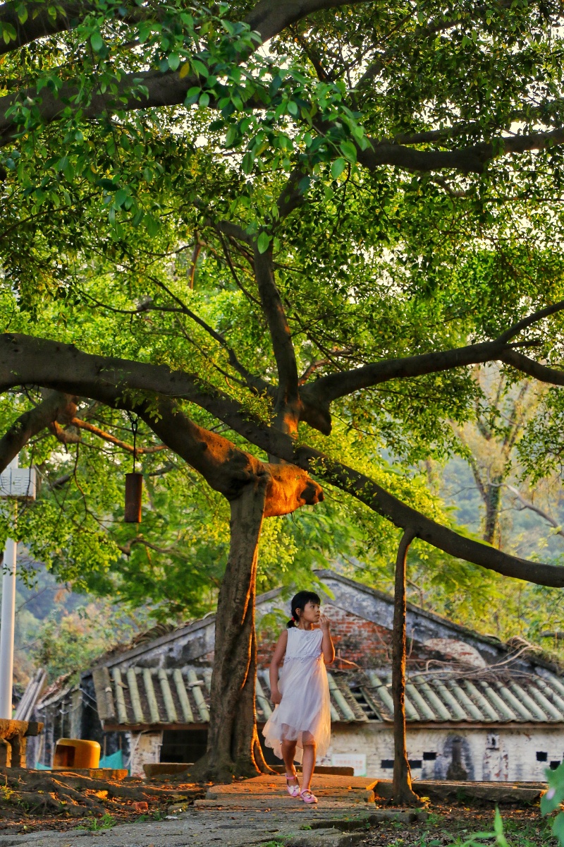 榕树下的小女孩