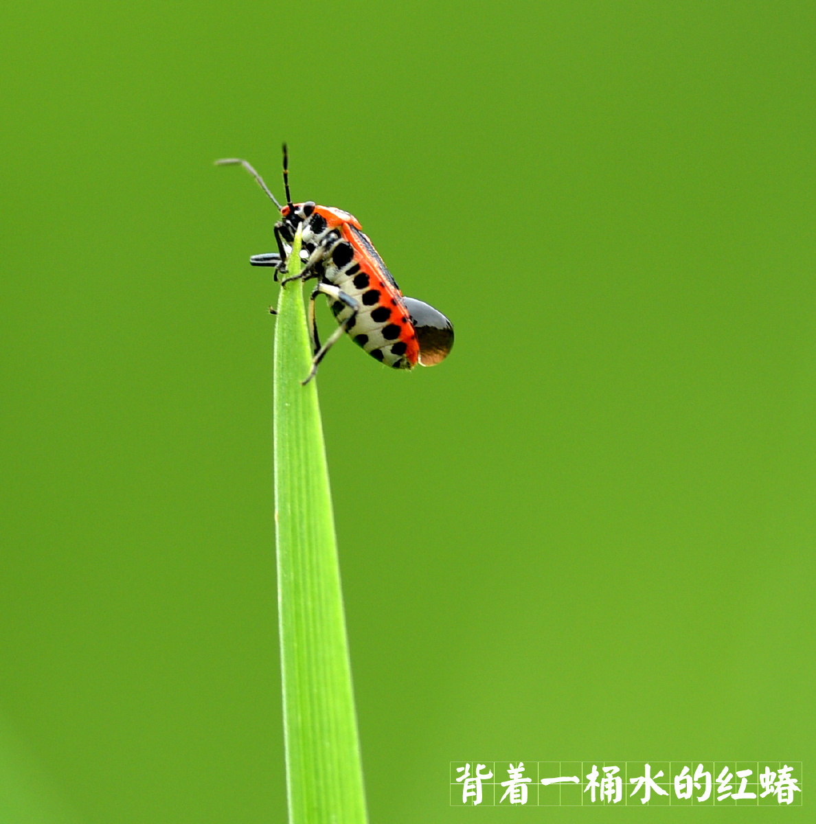 昆虫社会——背着一桶水的红蝽