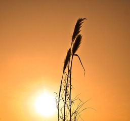 IMG_6011.jpg