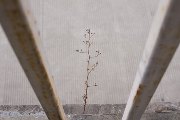 IMGP9372.jpg