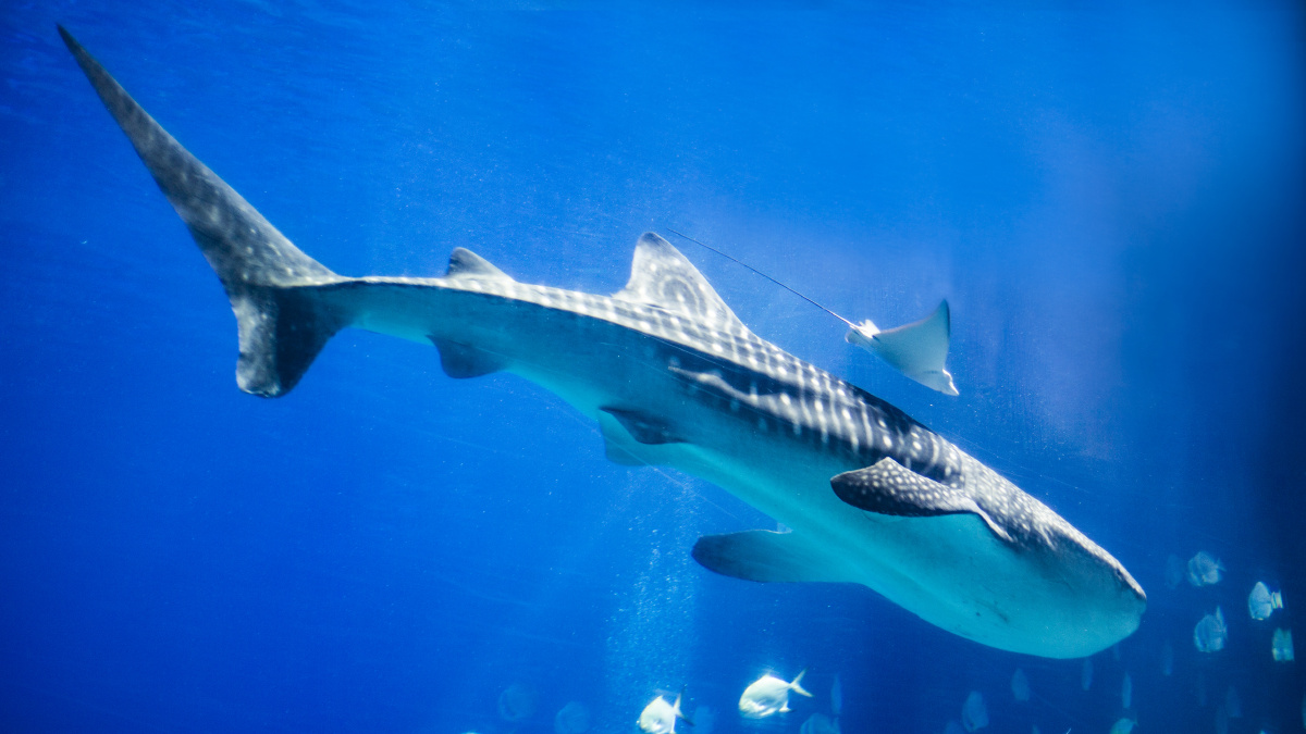 第一个打赏的人吧打赏点赞是美德,打赏是鼓励长隆鲸鲨醉拳甘乃迪关注