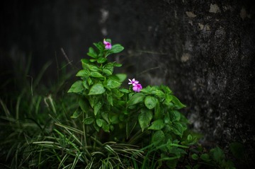 L1003426