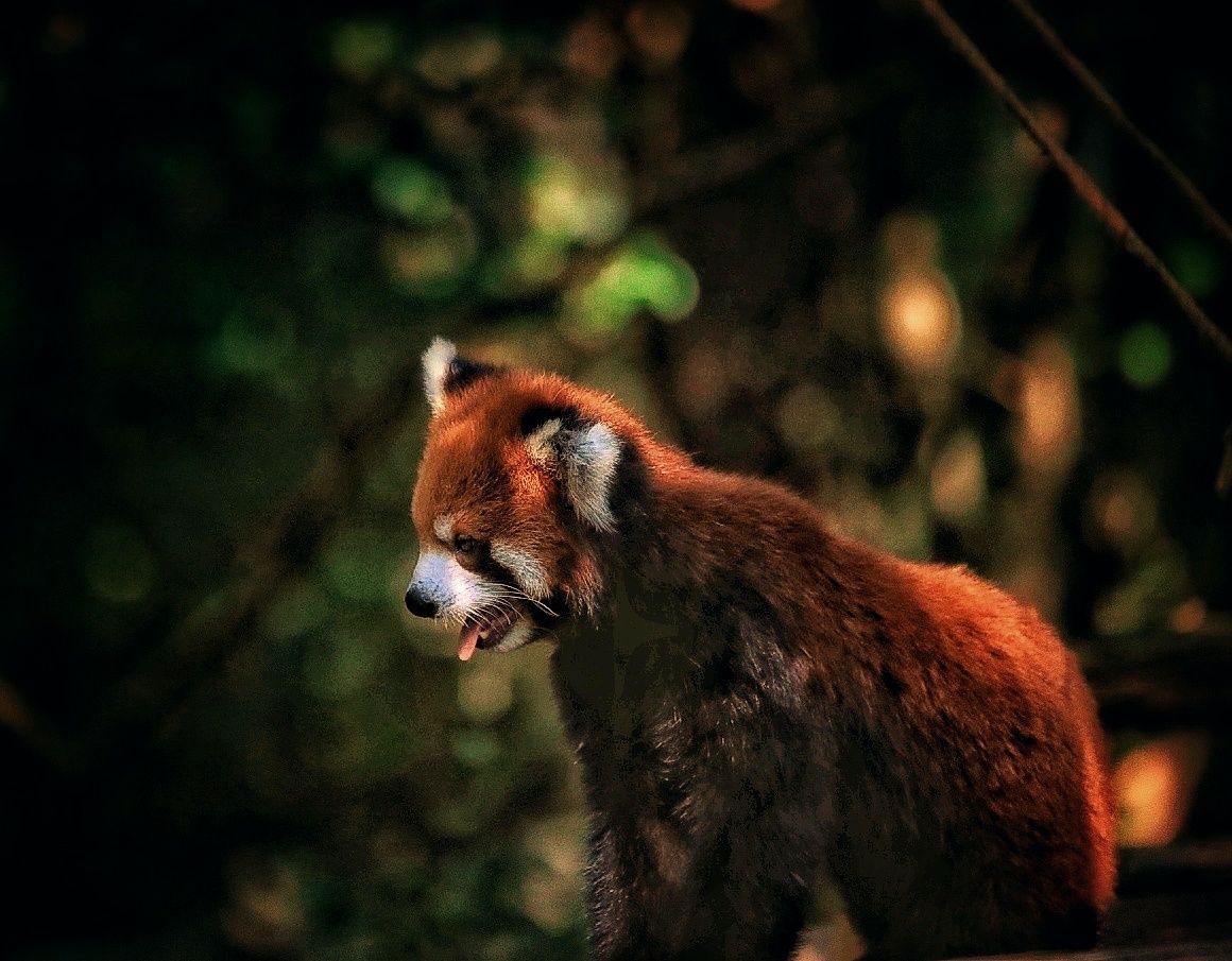 小熊猫(学名:ailurus fulgens),又名:红熊猫,有时在中文中也称火狐