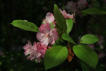 春天的花