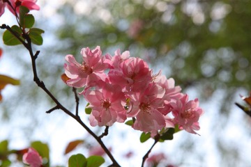 春天的花
