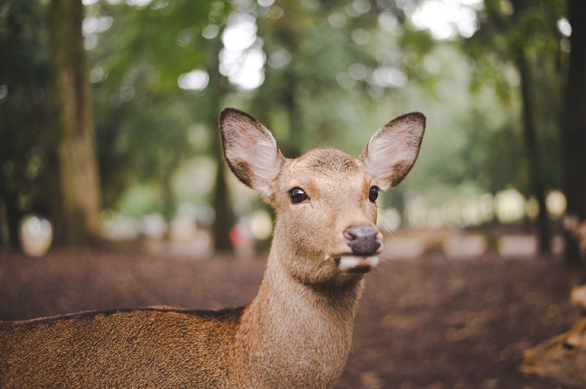 奈良鹿