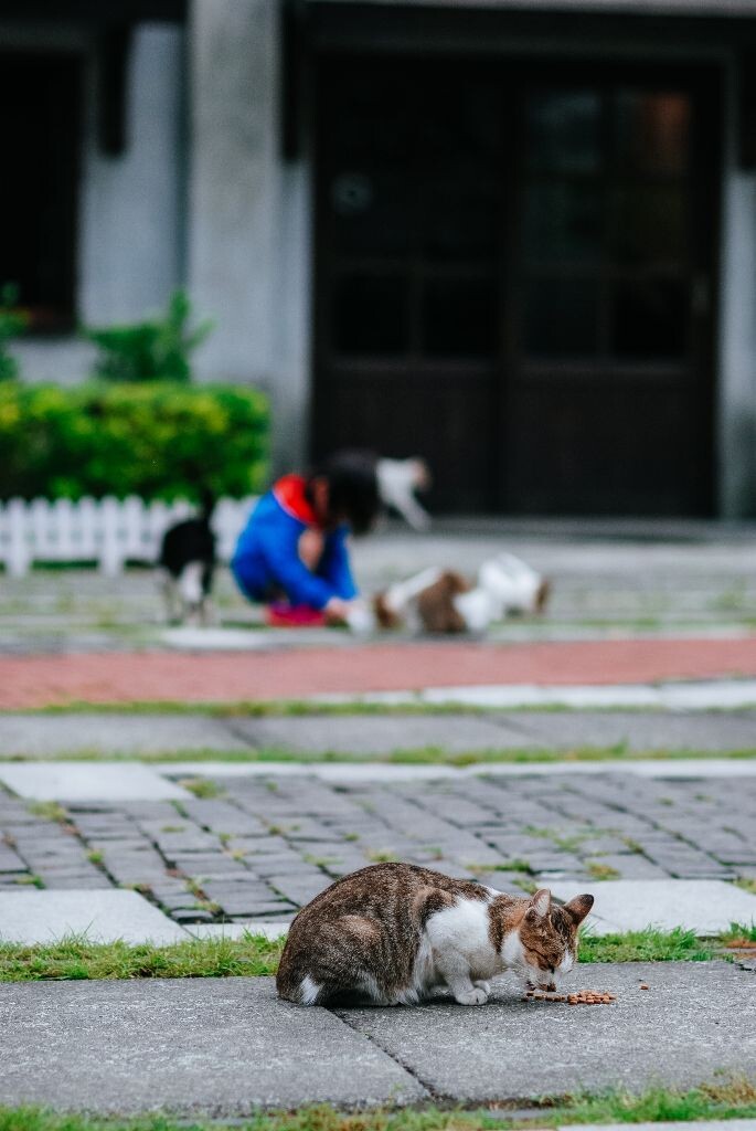 广场上随处可见猫咪和爱猫的小朋友