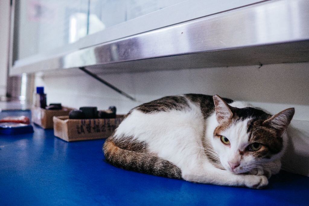 在猴硐站盖章桌子上的猫咪，仍由大家盖章摇晃桌子，也是懒懒的的休息