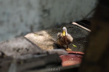 阳光明媚的十八梯-25