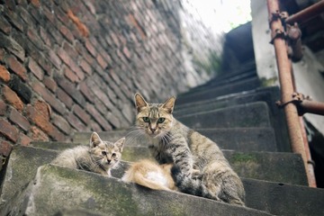 重庆老城的猫-2