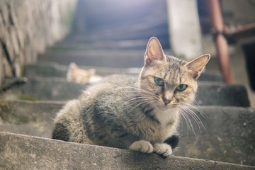 重庆老城的猫-4